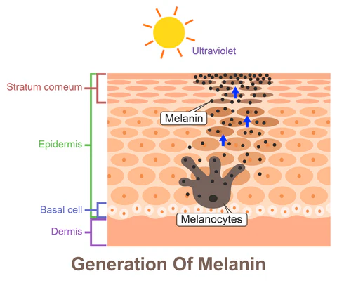 88888 Figure 2 Generation of melanin triggered by UV exposure.