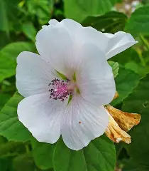 floe Marshmallow (Althaea officinalis L.) Italicized
