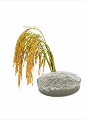 qqqqqqqsd Rice Bran (Oryza sativa L.) Italicized