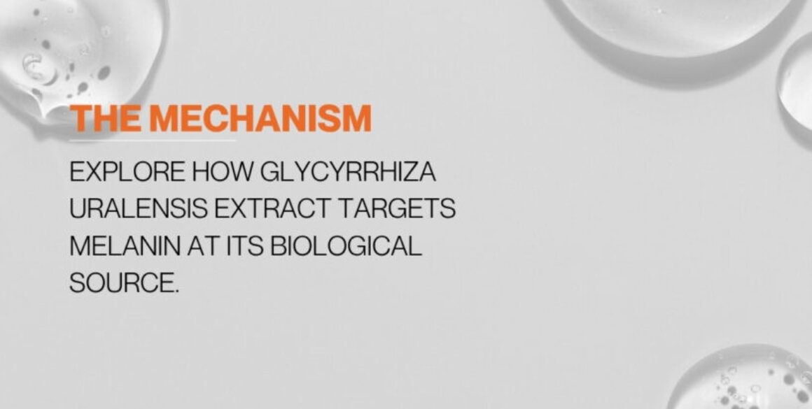 How Dipotassium Glycyrrhizinate Helps Preserve Your Skin’s Own Hyaluronic Acid