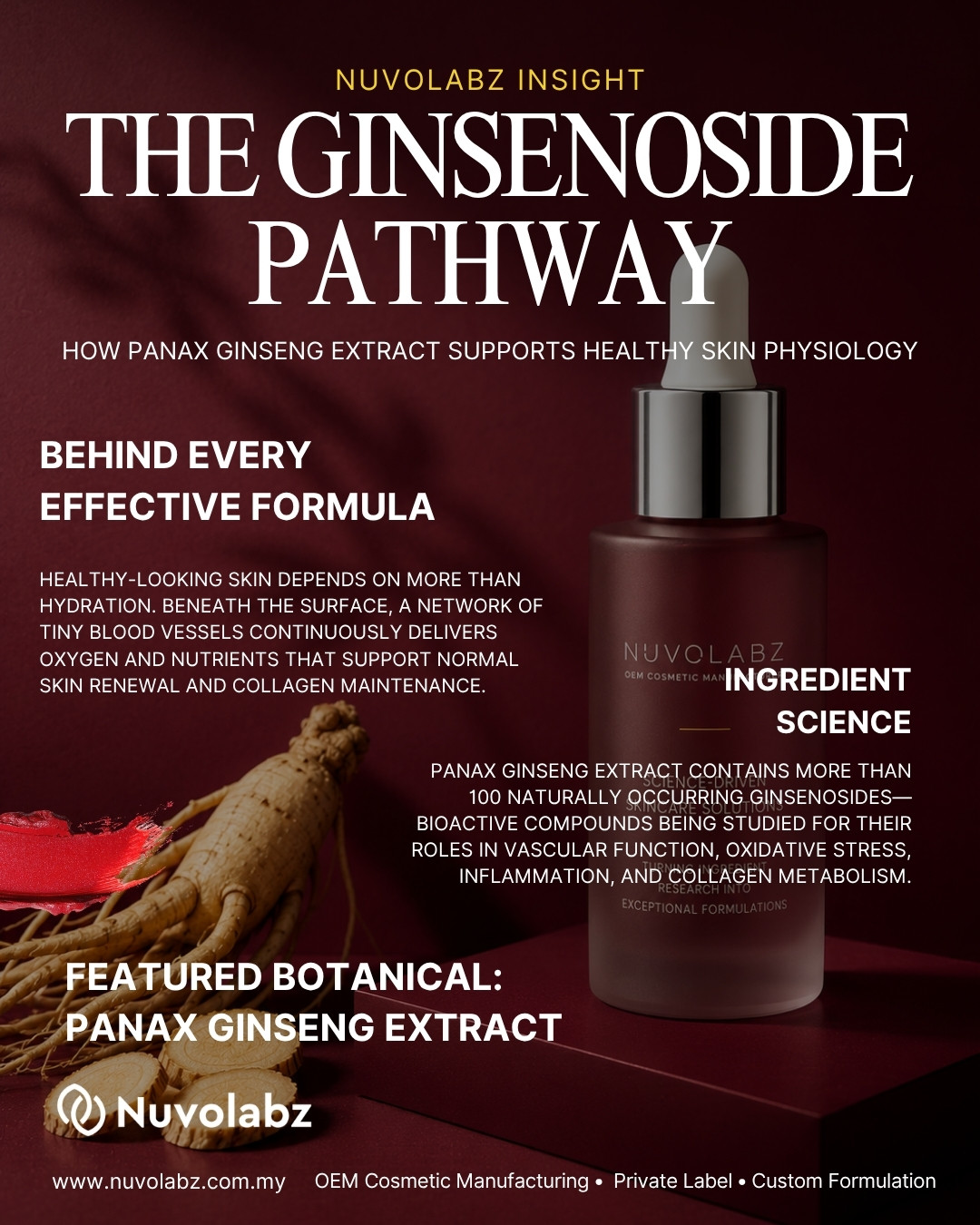 Understanding the Ginsenoside Pathways of Panax Ginseng Extract