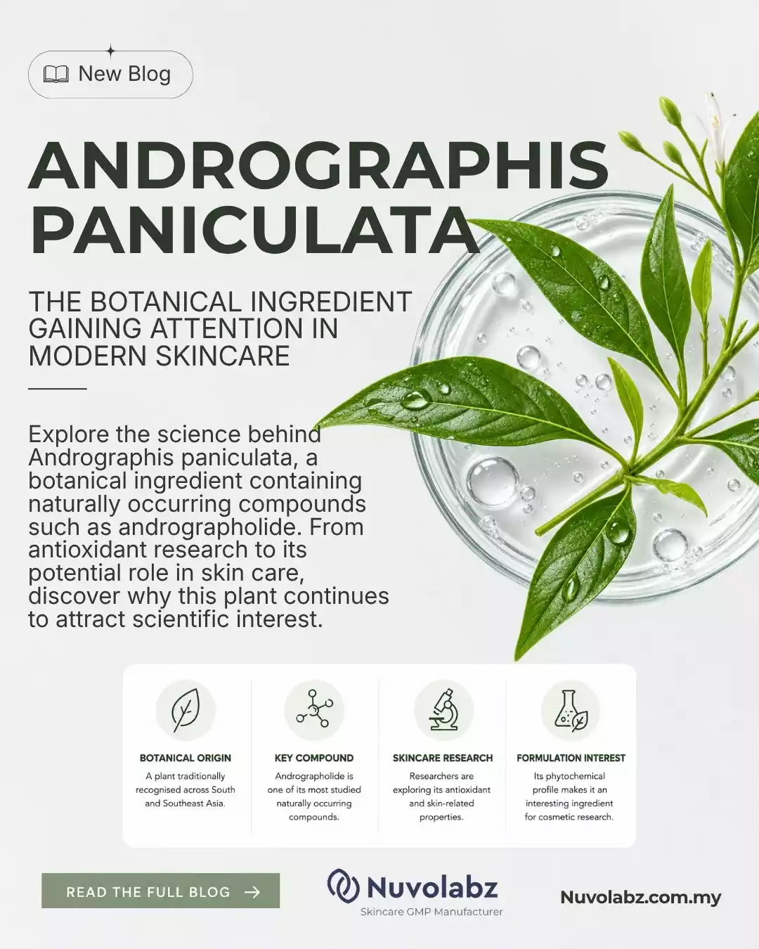 Andrographis Paniculata Extract: A Botanical Ingredient for Modern Skincare