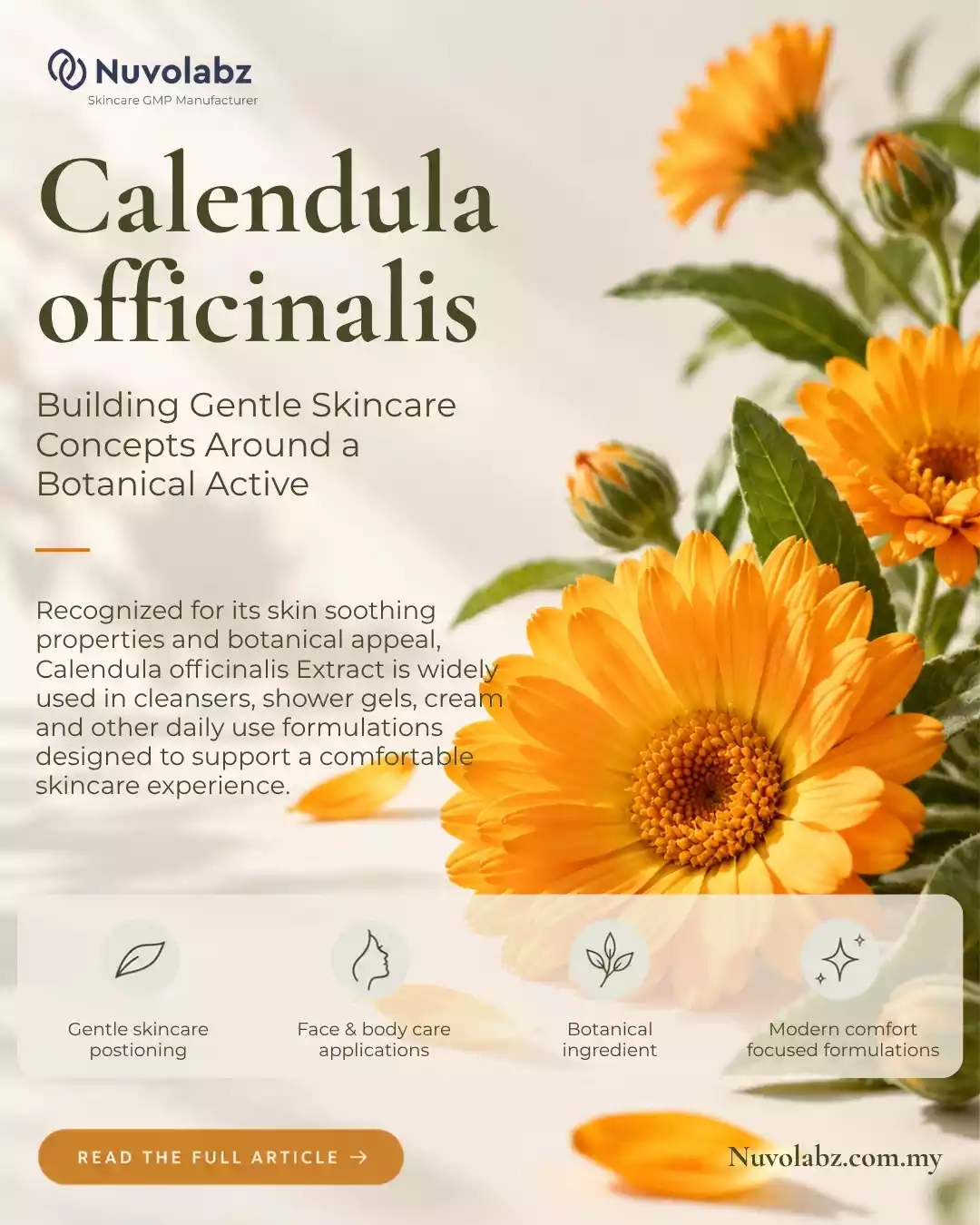 Calendula Officinalis: Building Gentle Skincare Concepts Around a Botanical Active