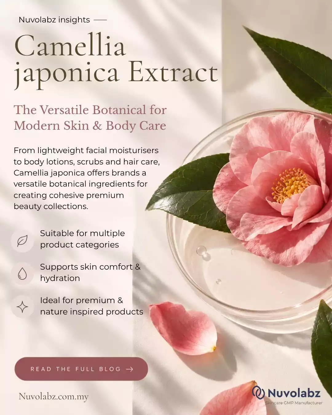 Camellia Japonica Extract: The Versatile Botanical for Modern Skin & Body Care